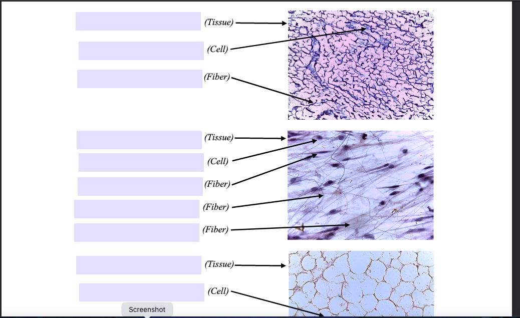 areolar loose connective tissue