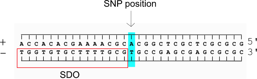 Solved For questions 10–12: An SNP position is highlighted | Chegg.com