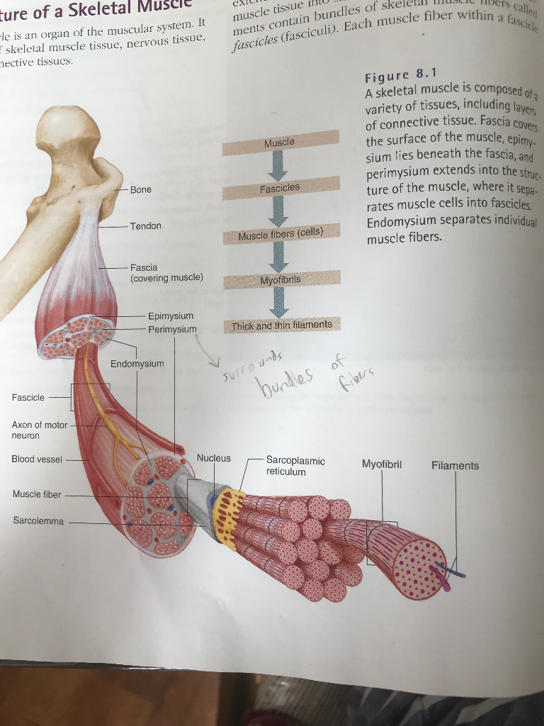 Solved How Many Cells Are Shown In The Cross Section Of The Chegg Com