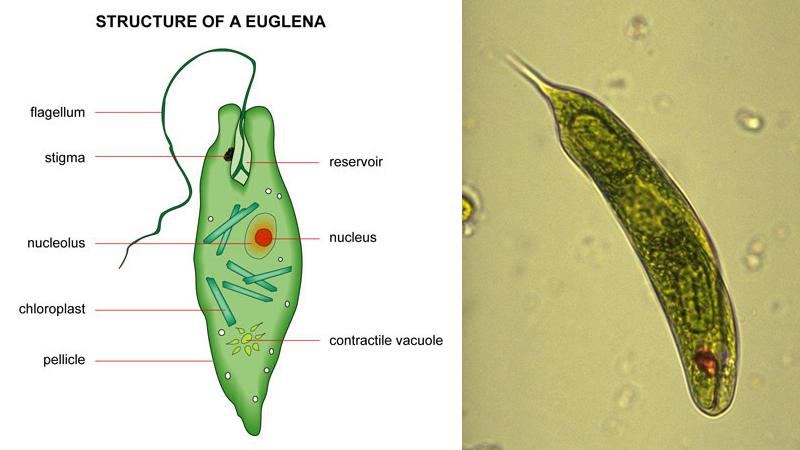 animal like protists with flagella