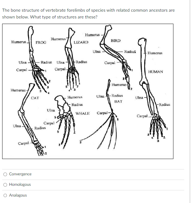 Solved The bone structure of vertebrate forelimbs of species | Chegg.com