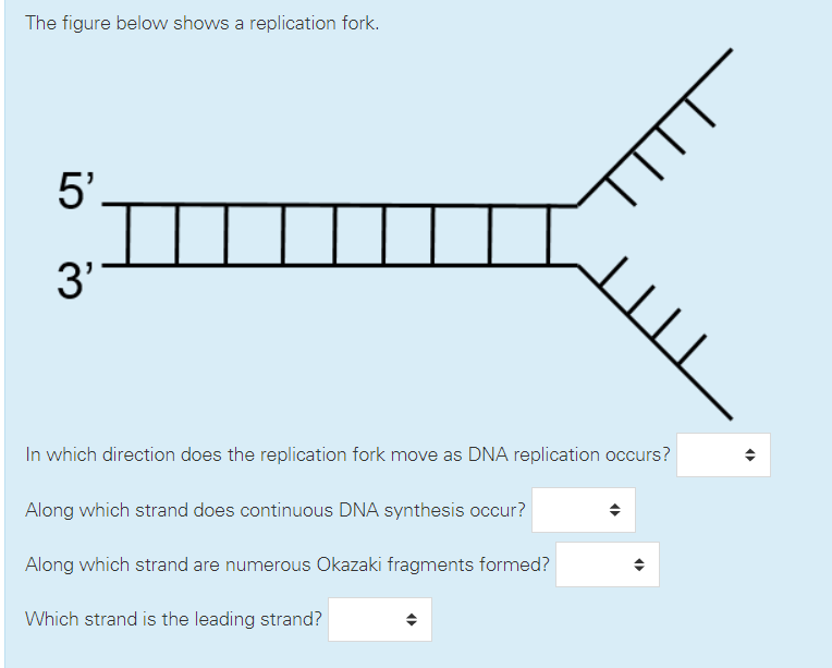 Solved The figure below shows a replication fork. 5" зу In | Chegg.com