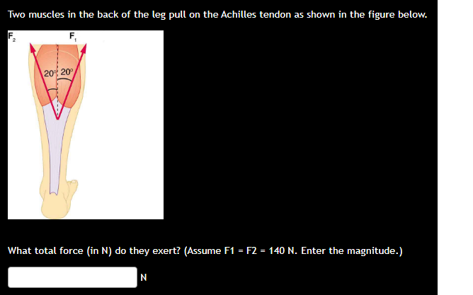 Two muscles in the back of the leg pull on the Achilles tendon as shown in the figure below.
What total force (in \( \mathrm{