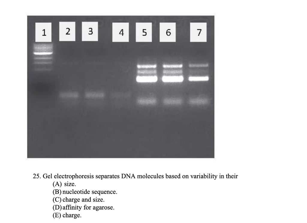 Solved Gel Electrophoresis Separates Dna Chegg Com