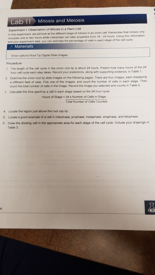 Lab 11 Mitosis And Meiosis Experiment 1 Observati...