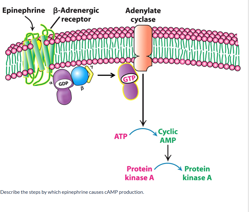 Solved Epinephrine B-Adrenergic Receptor Adenylate Cyclase | Chegg.com