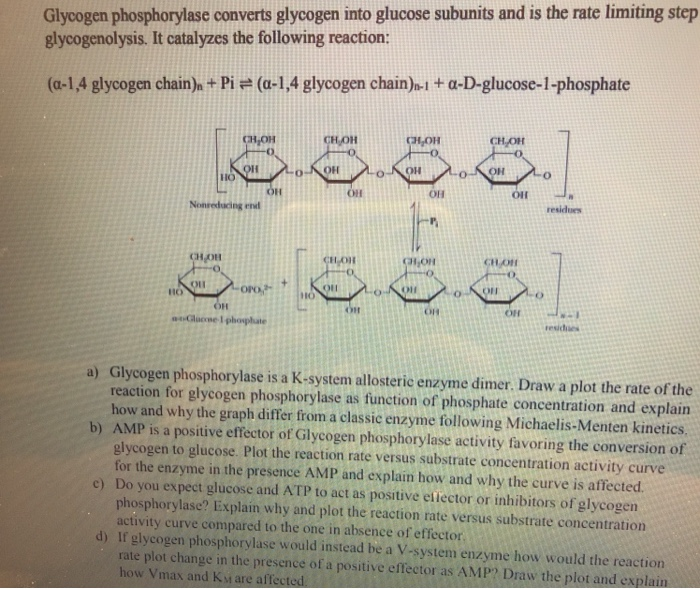 Solved Glycogen phosphorylase converts glycogen into glucose | Chegg.com