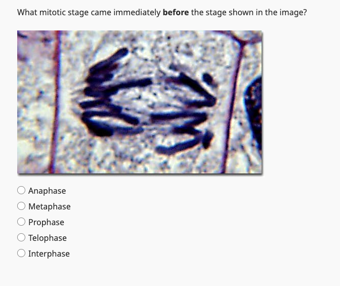 Solved What mitotic stage came immediately before the stage | Chegg.com