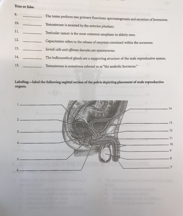 Solved True or false 9. 10. The testes perform two primary | Chegg.com