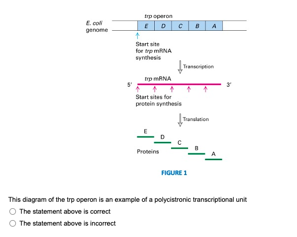 Solved This diagram of the trp operon is an example of a | Chegg.com