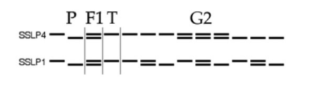Solved In the below question with SSLP1 and SSLP4, which | Chegg.com