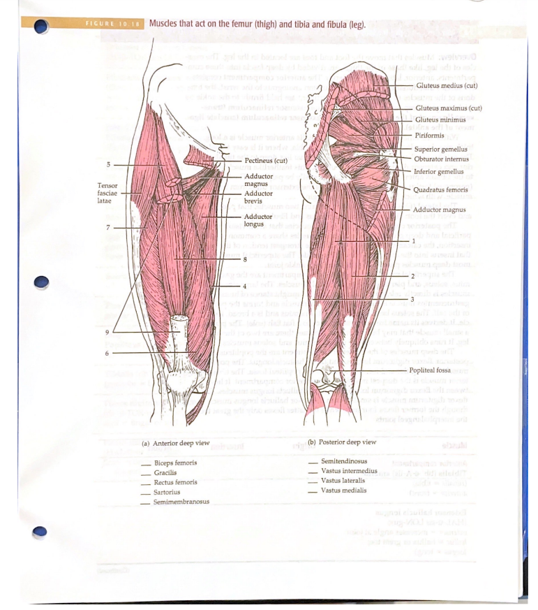 Solved EXERCISE TEN = Muscular System208 EXERCISE TEN = | Chegg.com