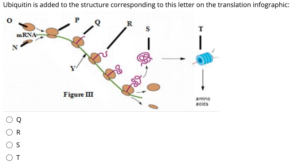 Solved The antibacterial drug linezolid acts between these | Chegg.com