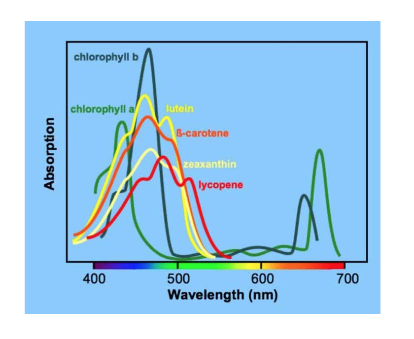 Solved I tried extracting betacarotene and lycopene from
