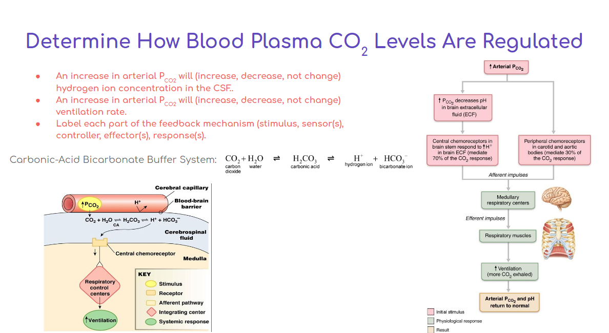 Solved Determine How Blood Plasma CO2 Levels Are Regulated