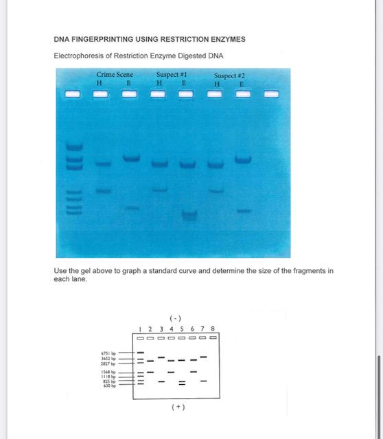 Solved Using what's below: -Using the DNA ladder shown under | Chegg.com