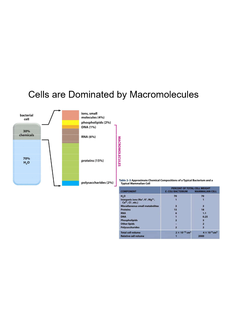 Solved Let's estimate the number of lipid molecules | Chegg.com