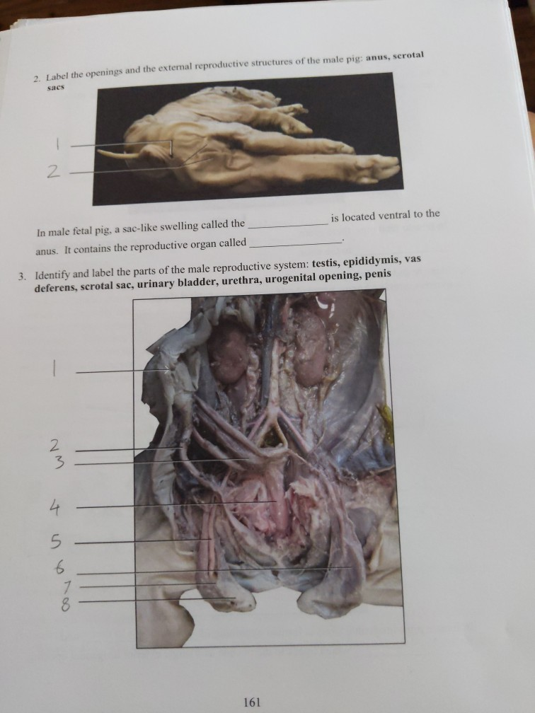 Pig Getting Dissection Epididymis Fetal Pig Dissection