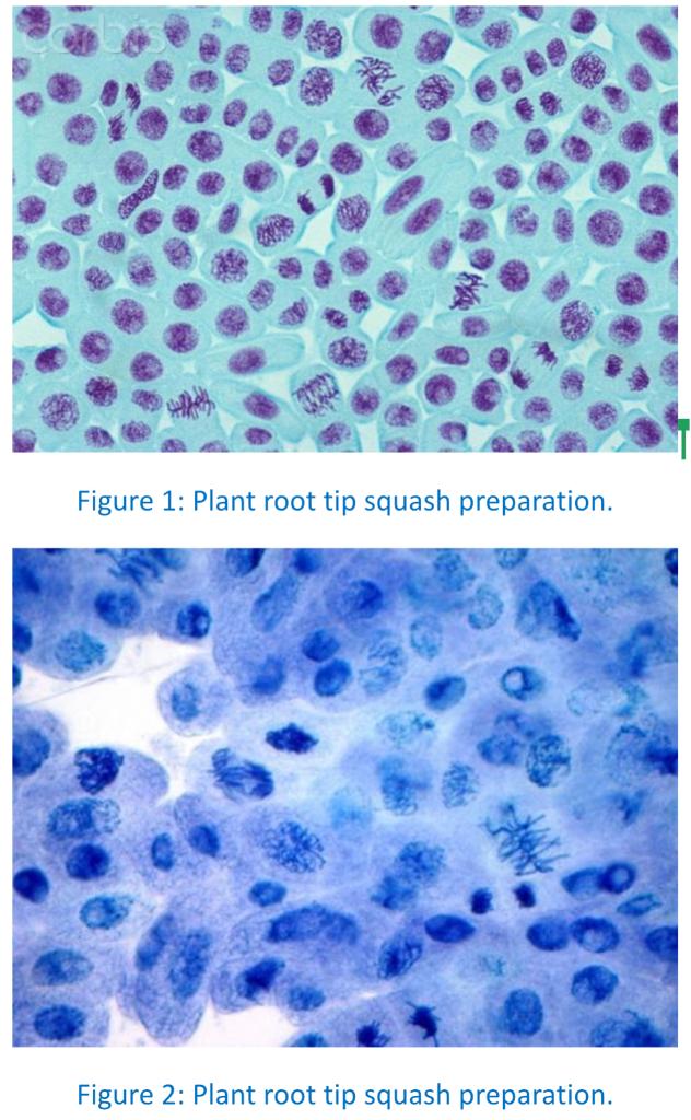 solved-determine-the-number-of-cells-in-each-of-the-stages-chegg