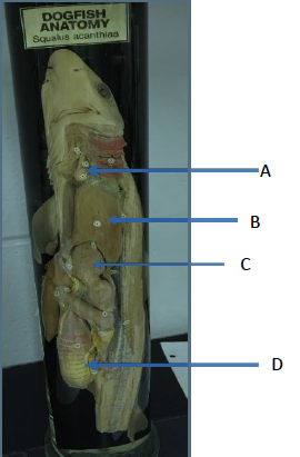 Solved DOGFISH ANATOMY Squalus acanthias -A - B С D | Chegg.com