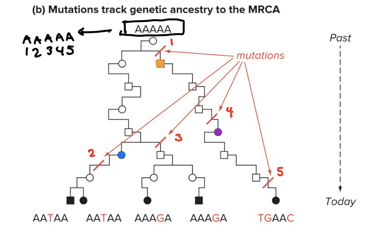 Which mutation is this?