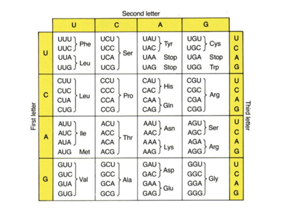 Solved A modified uridine xo5U in the wobble position can | Chegg.com