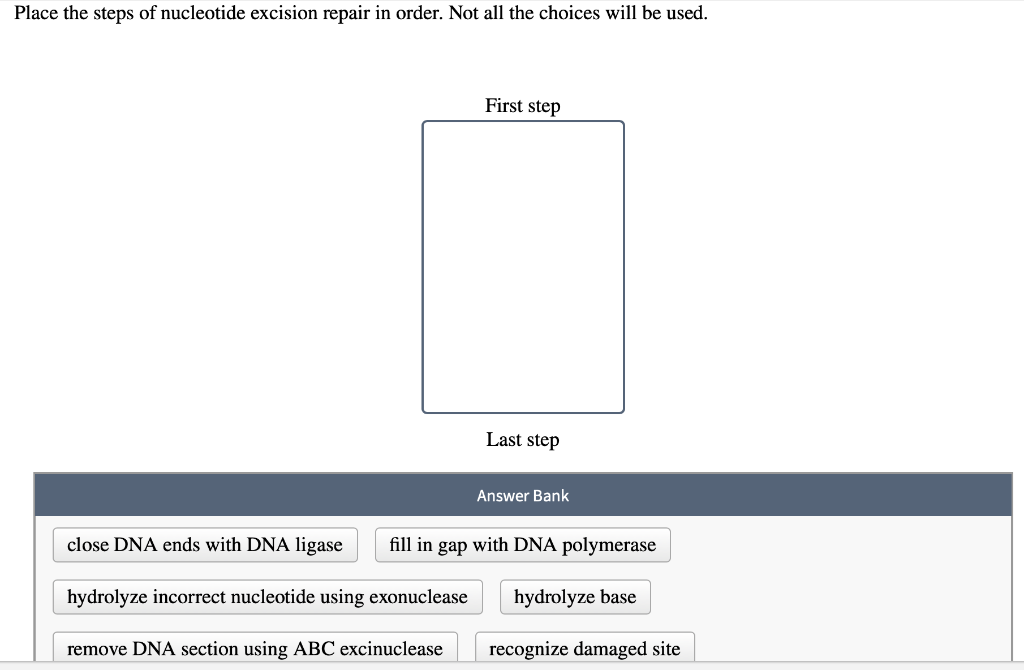 Solved Place the steps of nucleotide excision repair in | Chegg.com