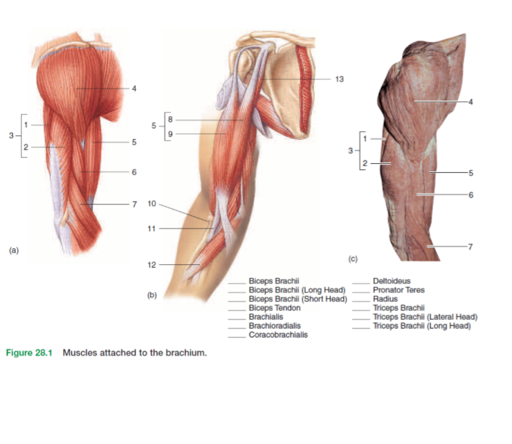 Triceps brachii muscle: heads, anatomy and diagrams