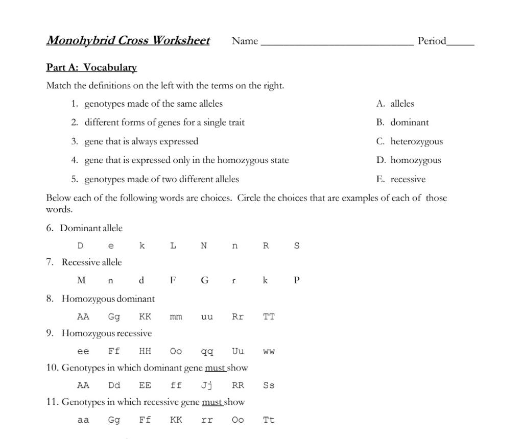 monohybrid cross worksheet