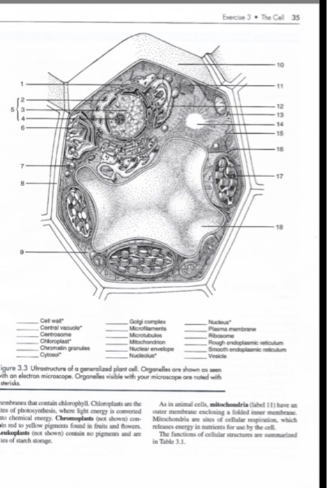 microfilaments in a plant cell