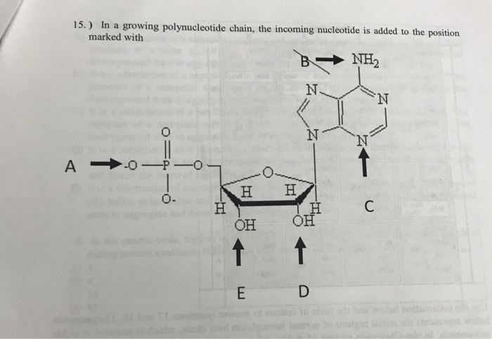 Solved 15 In A Growing Polynucleotide Chain The Incoming