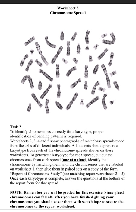 worksheet-1-karyotype-of-a-normal-human-male-group-b-chegg