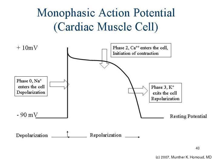 cardiac action potential drugs