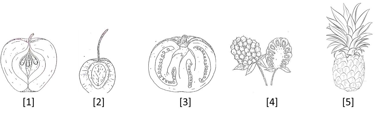 Solved Classify the following fruits as: simple or compound, | Chegg.com