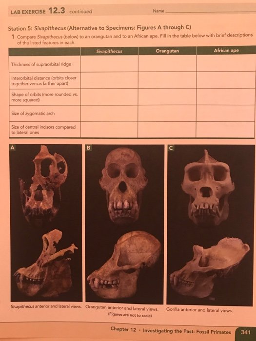 Solved LAB EXERCISE Name Primates Through The Miocene 12.3 | Chegg.com