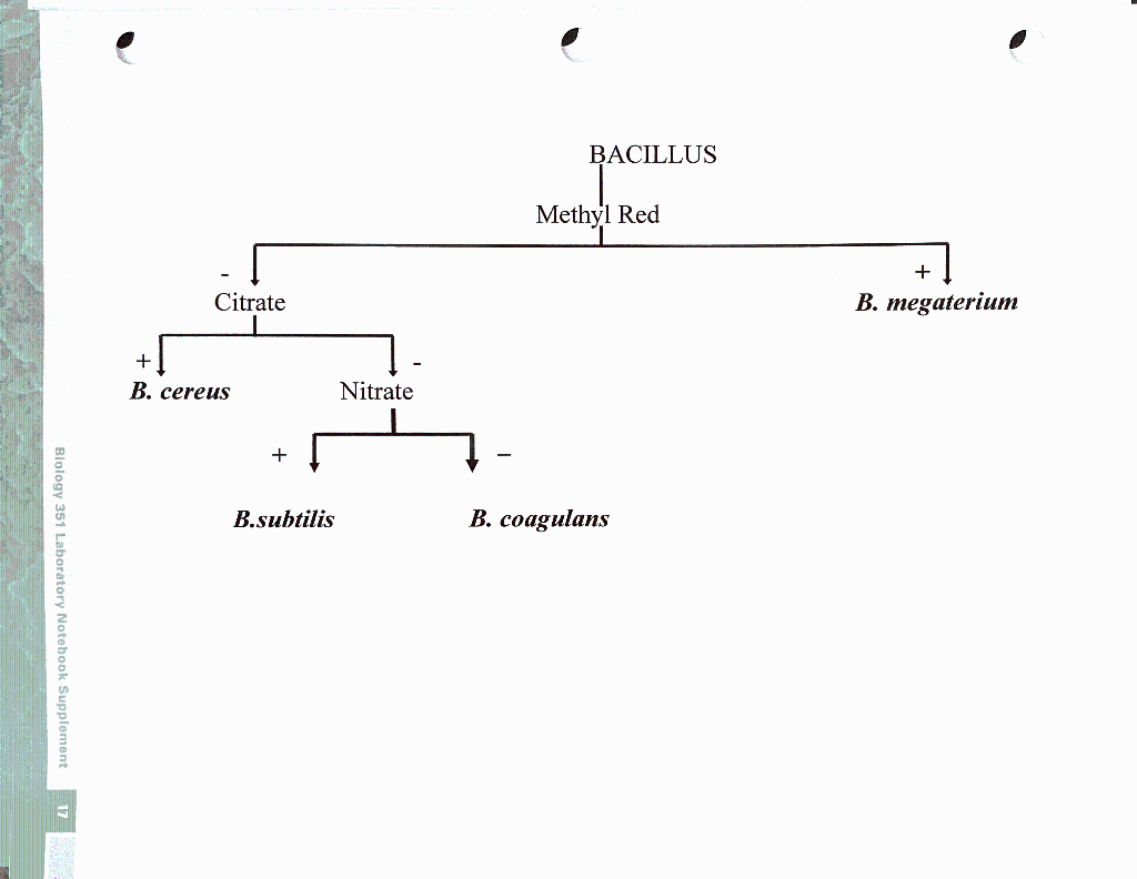 Solved Identify the unknown micro organisms of Unknown A and | Chegg.com
