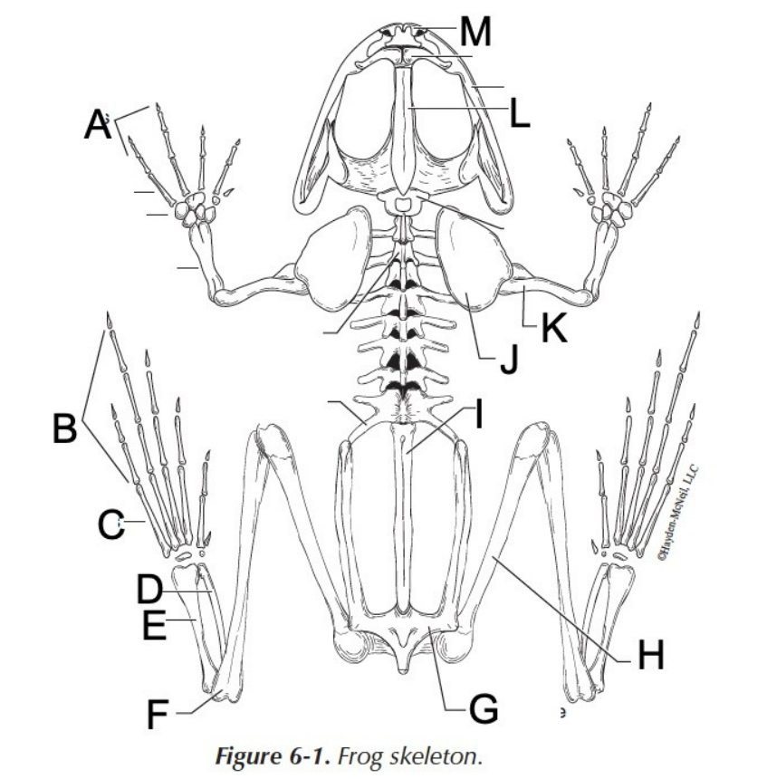 Solved Using proper anatomical terminology, describe the | Chegg.com