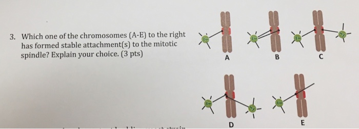Solved Which One Of The Chromosomes A E To The Right Has Chegg