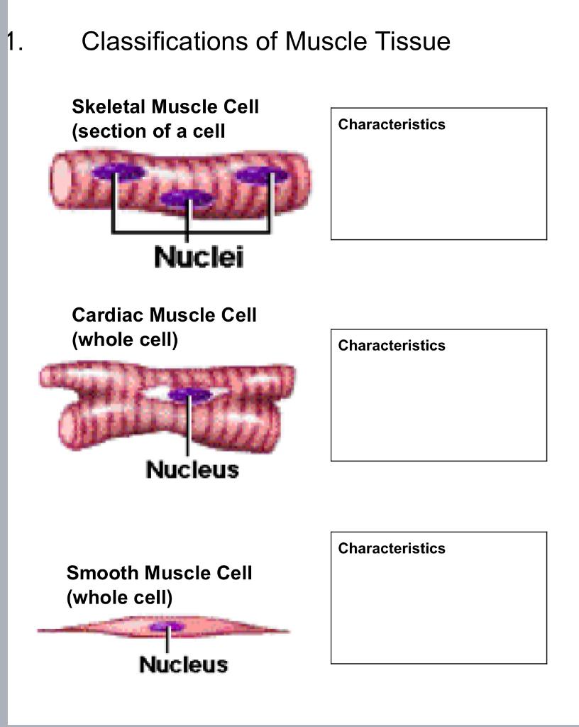 1.
Classifications of Muscle Tissue
Skeletal Muscle Cell
(section of a cell
Nuclei
Cardiac Muscle Cell
(whole cell)
Nucleus
S