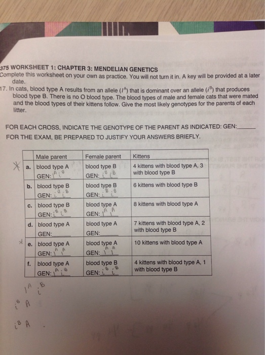  Mendelian Genetics Worksheet Ap Biology Free Download Goodimg co