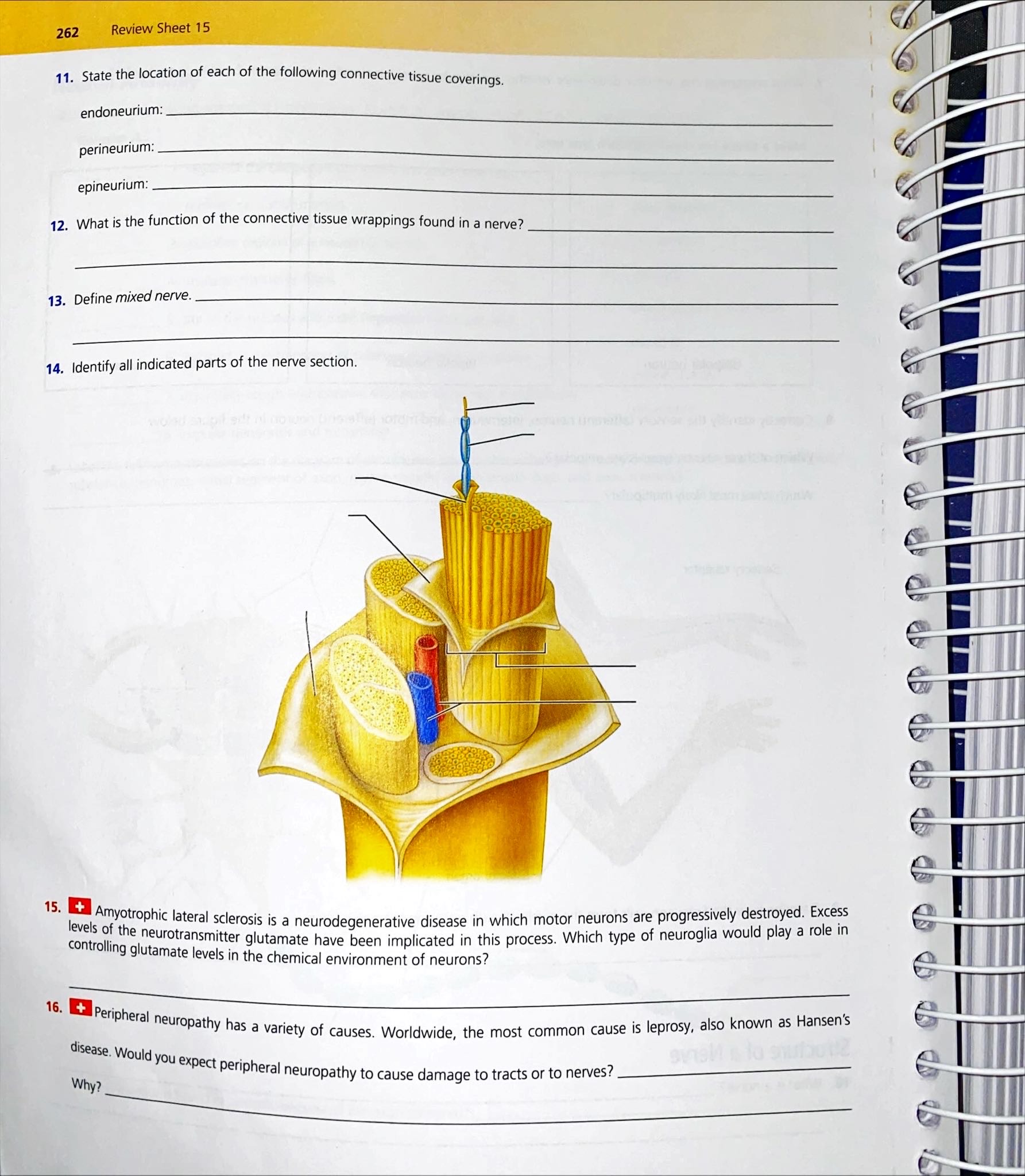 Solved 1. The basic functional unit of the nervous system is
