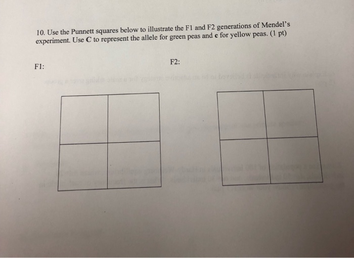 Solved 10. Use the Punnett squares below to illustrate the | Chegg.com