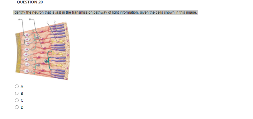Solved QUESTION 20 Identify the neuron that is last in the | Chegg.com