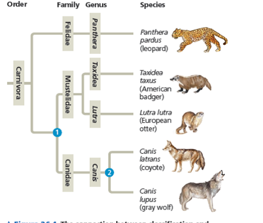 The typical immortal character: a lot of children, and not a lot of  appendages : r/paradoxplaza