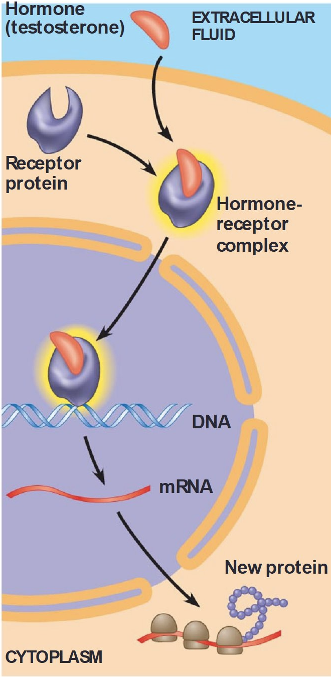 Solved Hormone (testosterone) EXTRACELLULAR FLUID Receptor