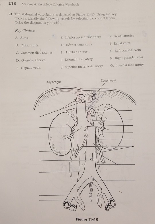 anatomy-physiology-coloring-workbook-answers-chapter-11-anatomy-and