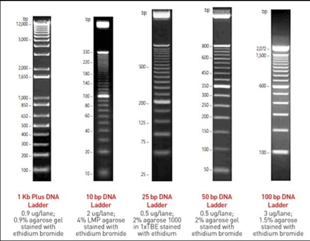 Sood 2012-1.500 2000 -1650-III 1900-1 Kb Plus DNA Ladder 0.9 ug/lane