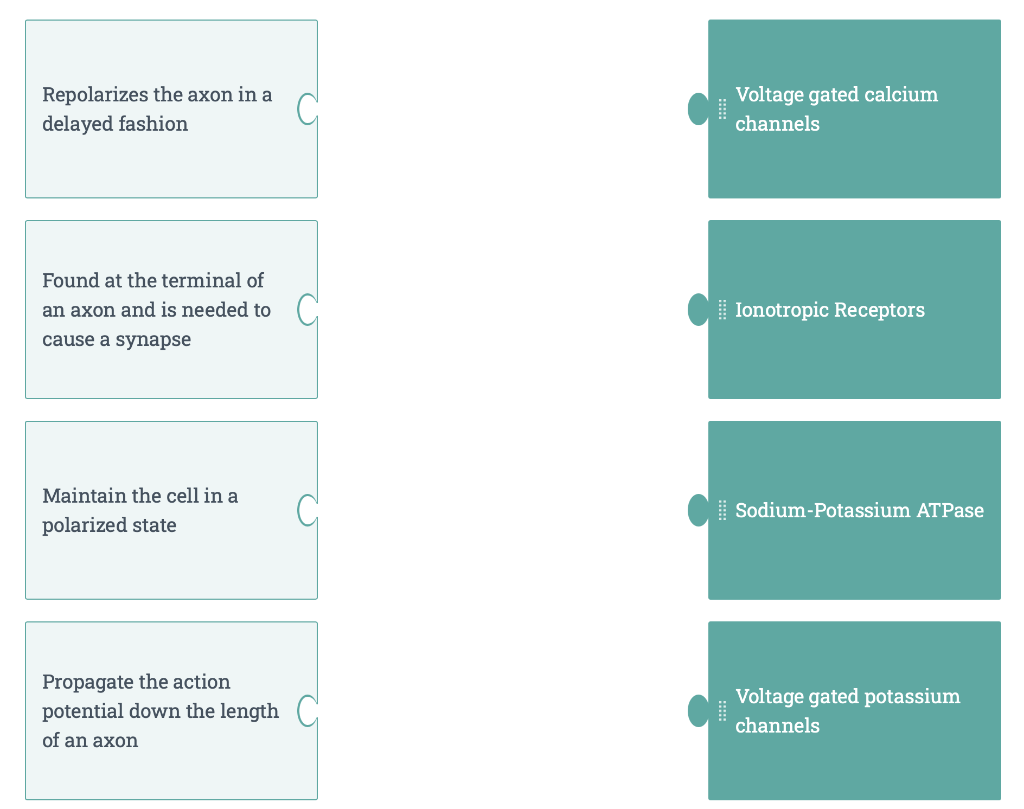 Repolarizes the a delayed fashion Found at the