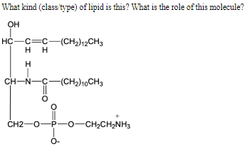 Solved 1. What two enzymes are needed for the efficient | Chegg.com