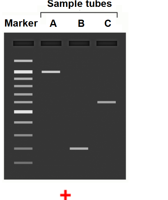 Solved I need help here please. You have three PCR tubes | Chegg.com